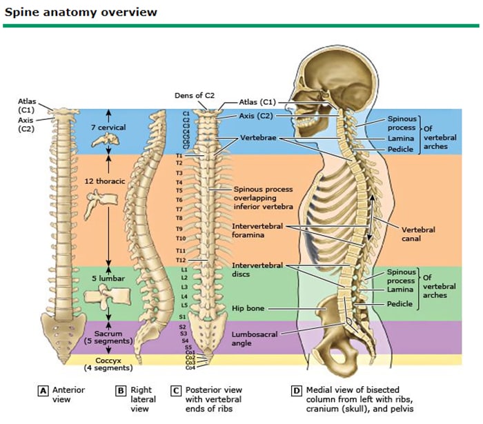 Spinal Anatomy