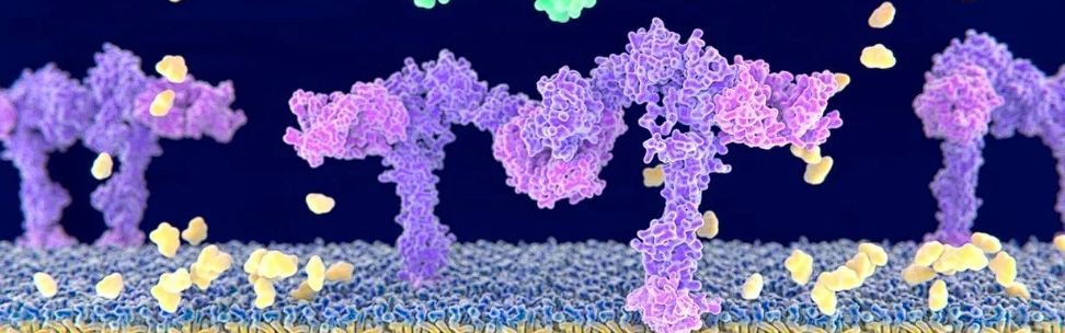 Telomeri And The Secret Of Longevities