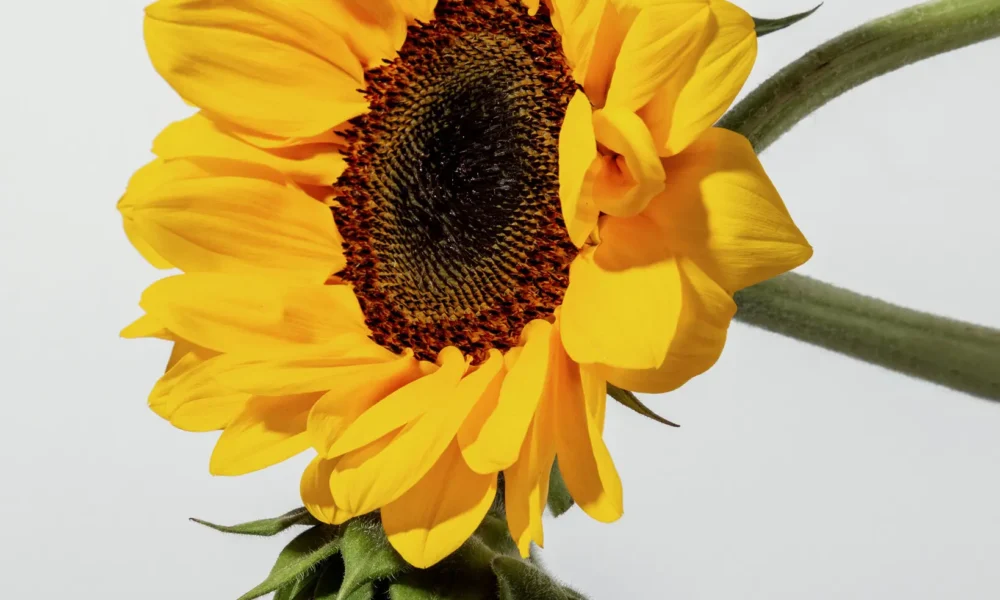 Well Ask Sunshine Benefits