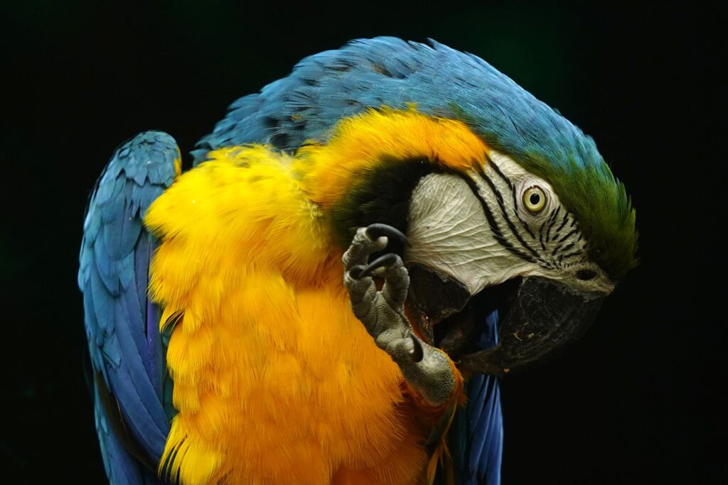 A Blue And Yellow Macaw Is Seen At The National Zoological Park
