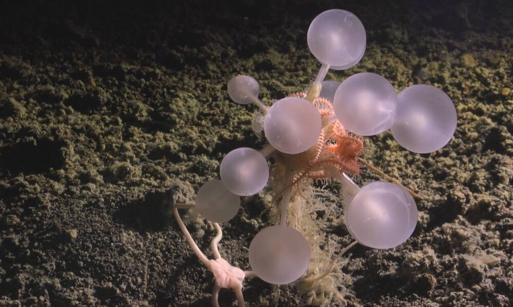 Deep Sea Carnivorous Death Ball Sponge Found Near Montagu Island