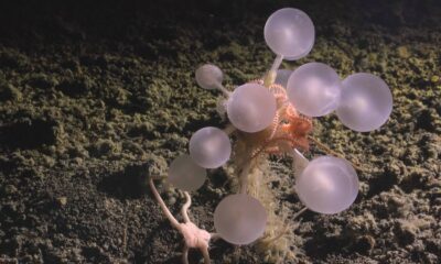 Deep Sea Carnivorous Death Ball Sponge Found Near Montagu Island