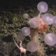 Deep Sea Carnivorous Death Ball Sponge Found Near Montagu Island