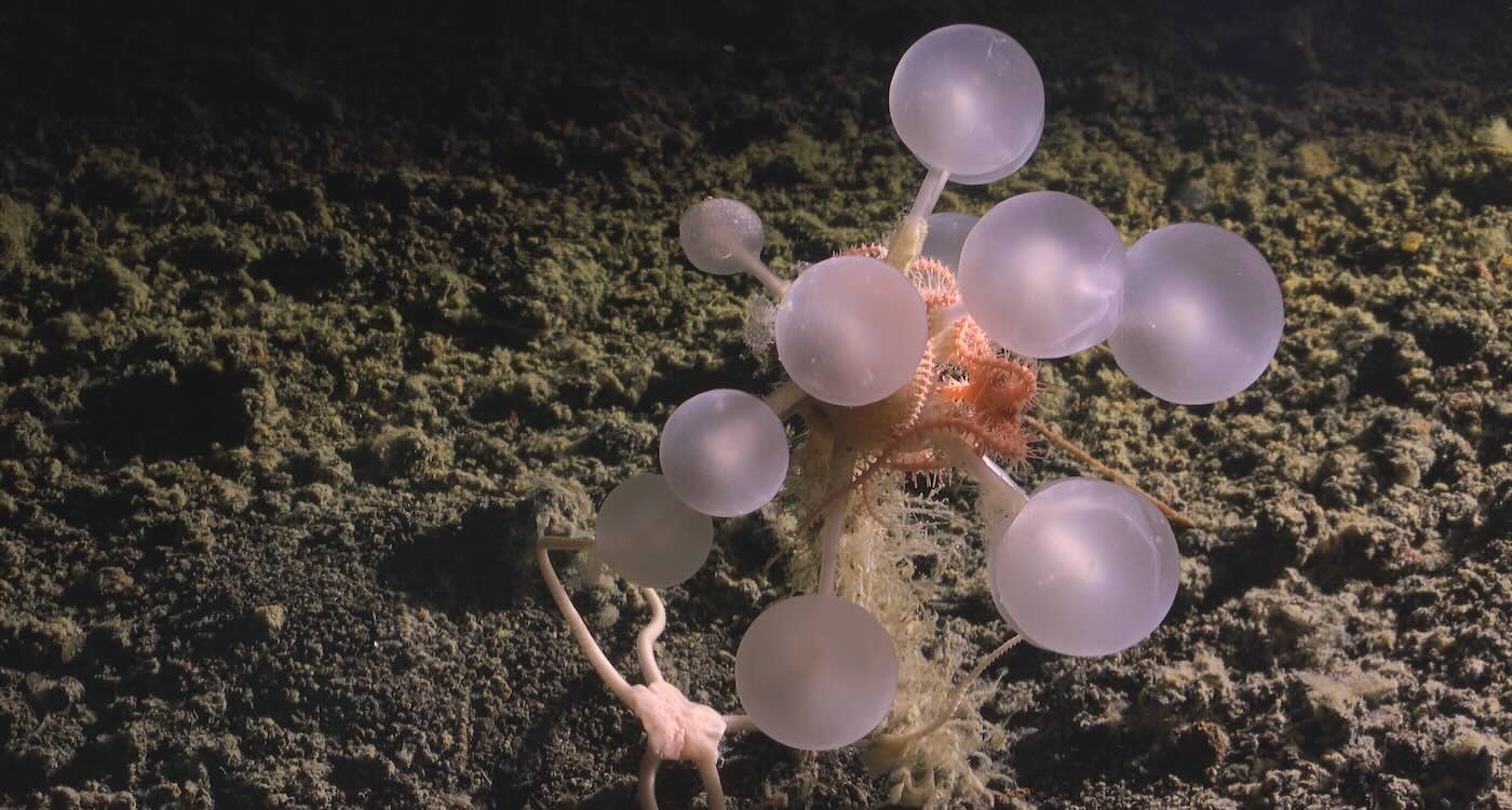 Deep Sea Carnivorous Death Ball Sponge Found Near Montagu Island