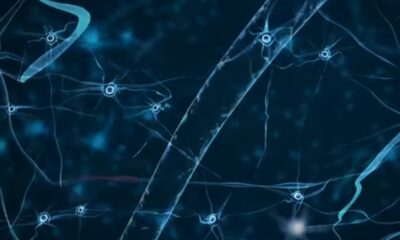 Neuroscience Connection Synaps