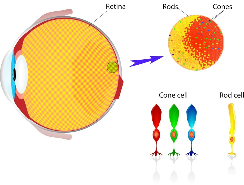 Light Enters The Eye Through The Pupil