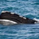 North Atlantic Right Whale