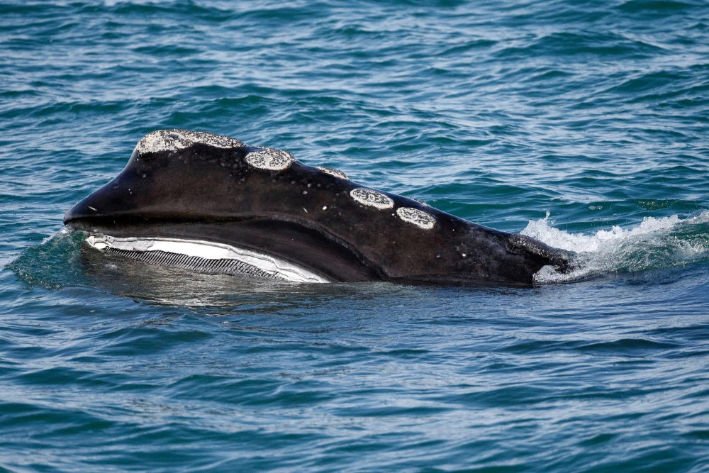 North Atlantic Right Whale