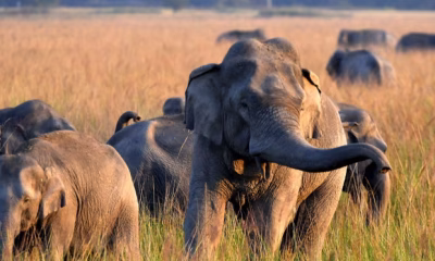Wild Elephants