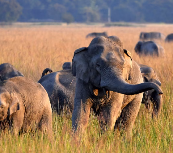 Wild Elephants