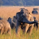 Wild Elephants