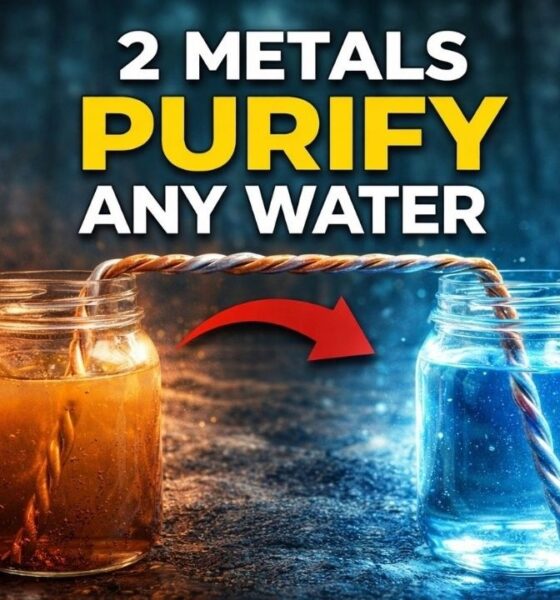 Two Metals Purifies